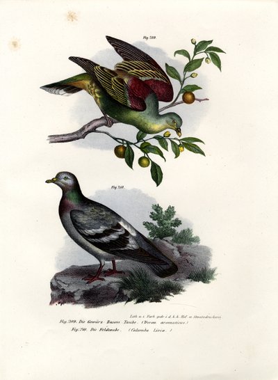 Piccione verde di Buru, 1864 da German School
